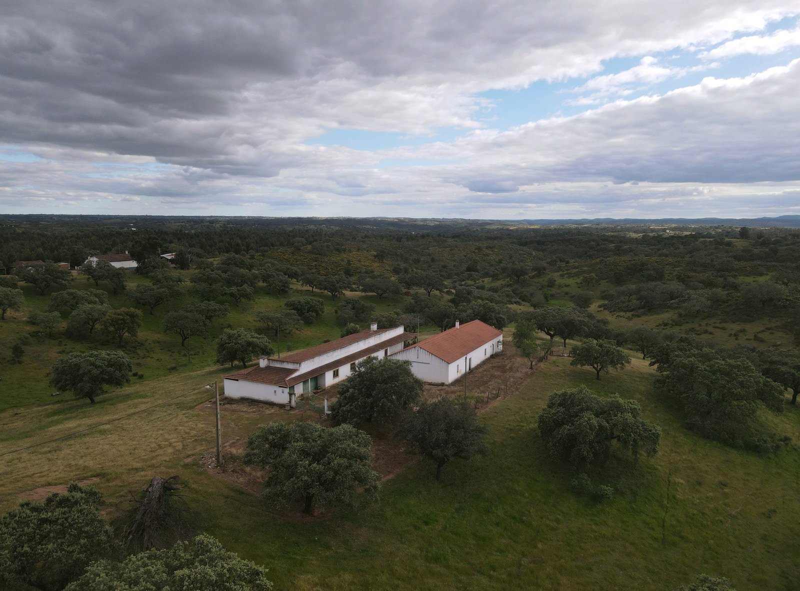 Holm oaks and cork oaks